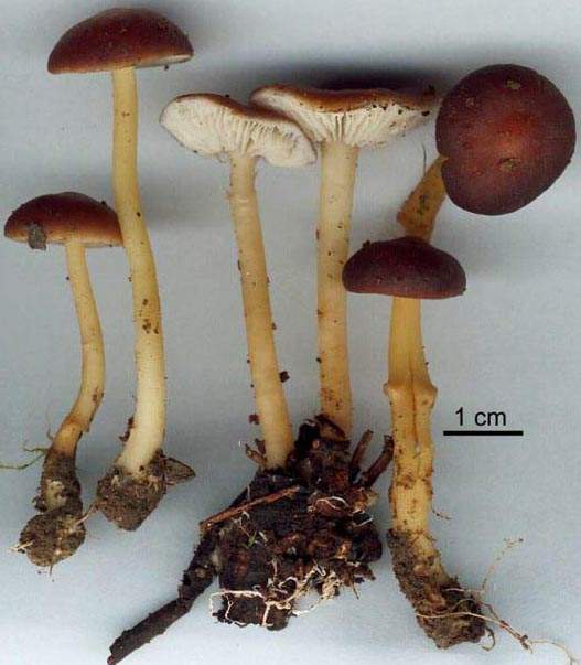 Collybia ocior